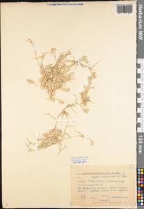 Sporobolus schoenoides (L.) P.M.Peterson, Eastern Europe, Lower Volga region (E9) (Russia)