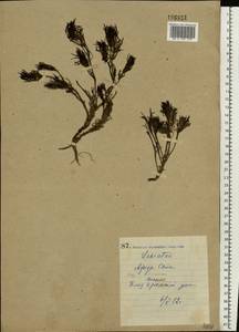 Ajuga chamaepitys subsp. chia (Schreb.) Arcang., Eastern Europe, North Ukrainian region (E11) (Ukraine)