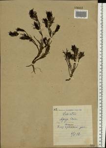 Ajuga chamaepitys subsp. chia (Schreb.) Arcang., Eastern Europe, North Ukrainian region (E11) (Ukraine)