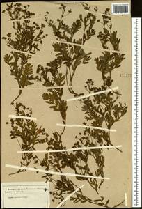 Sibbaldianthe bifurca (L.) Kurtto & T. Erikss., Siberia (no precise locality) (S0) (Russia)