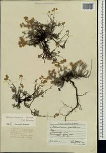 Helianthemum canum (L.) Baumg., Crimea (KRYM) (Russia)