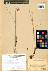Allium anisopodium Ledeb., Siberia, Baikal & Transbaikal region (S4) (Russia)