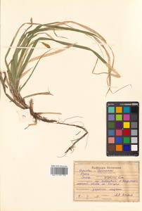 Carex xiphium Kom., Siberia, Russian Far East (S6) (Russia)