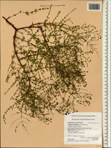 Hypericum triquetrifolium Turra, South Asia, South Asia (Asia outside ex-Soviet states and Mongolia) (ASIA) (Cyprus)