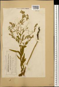 Lepidium latifolium L., Caucasus, Stavropol Krai, Karachay-Cherkessia & Kabardino-Balkaria (K1b) (Russia)