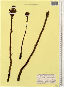 Orobanche, Caucasus, Stavropol Krai, Karachay-Cherkessia & Kabardino-Balkaria (K1b) (Russia)