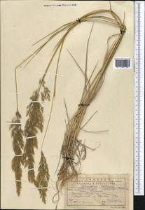 Calamagrostis pseudophragmites (Haller f.) Koeler, Middle Asia, Western Tian Shan & Karatau (M3) (Kazakhstan)