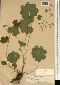Alchemilla heptagona Juz., Eastern Europe, Moscow region (E4a) (Russia)