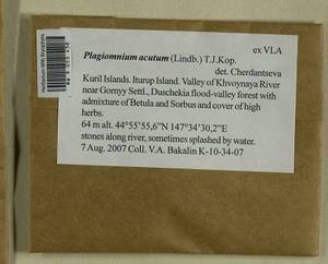 Plagiomnium acutum (Lindb.) T.J. Kop., Bryophytes, Bryophytes - Russian Far East (excl. Chukotka & Kamchatka) (B20) (Russia)