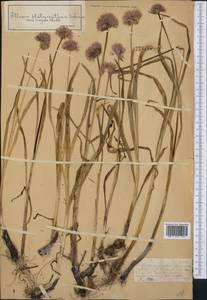 Allium platyspathum Schrenk ex Fisch. & C.A.Mey., Middle Asia, Dzungarian Alatau & Tarbagatai (M5) (Kazakhstan)