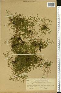 Boreoselaginella rossii (Baker) Li Bing Zhang & X. M. Zhou, Siberia, Russian Far East (S6) (Russia)