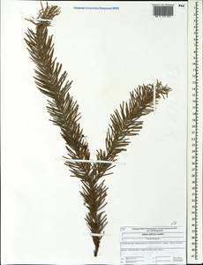 Abies sibirica Ledeb., Eastern Europe, Central forest region (E5) (Russia)