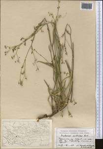 Bupleurum exaltatum M.Bieb., Middle Asia, Pamir & Pamiro-Alai (M2) (Tajikistan)