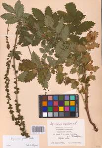 Agrimonia procera Wallr., Eastern Europe, Central region (E4) (Russia)