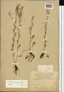Barbarea vulgaris (L.) W.T. Aiton, Eastern Europe, Lower Volga region (E9) (Russia)