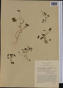 Oxalis corniculata L., Western Europe (EUR) (Italy)