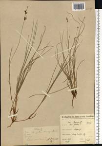 Carex globularis L., Eastern Europe, North-Western region (E2) (Russia)