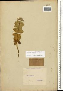 Euphorbia myrsinites L., Caucasus (no precise locality) (K0)