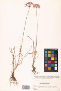 Allium angulosum L., Eastern Europe, Belarus (E3a) (Belarus)