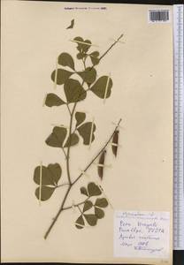 Crotalaria pallida Aiton, America (AMER) (Peru)