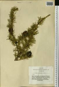 Larix sibirica Ledeb., Siberia, Altai & Sayany Mountains (S2) (Russia)