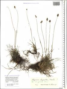 Alopecurus dasyanthus Trautv., Caucasus, Stavropol Krai, Karachay-Cherkessia & Kabardino-Balkaria (K1b) (Russia)