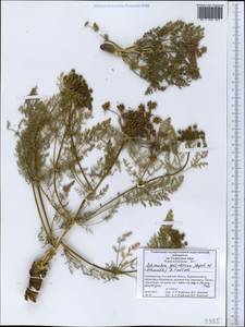 Schrenkia golickeana (Regel & Schmalh.) B. Fedtsch., Middle Asia, Western Tian Shan & Karatau (M3) (Tajikistan)