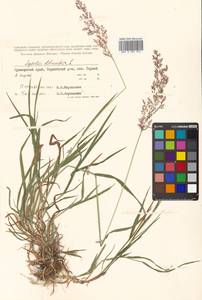 Agrostis stolonifera L., Siberia, Russian Far East (S6) (Russia)