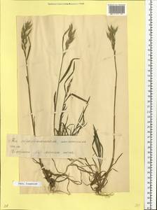 Bromus hordeaceus L., Eastern Europe, Estonia (E2c) (Estonia)