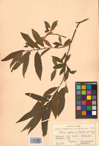 Salix udensis (Wimm.) Trautv. & C. A. Mey., Siberia, Russian Far East (S6) (Russia)