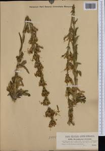 Silene viscosa (L.) Pers., Western Europe (EUR) (Hungary)