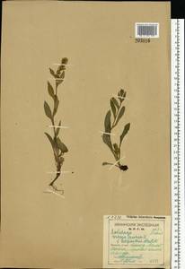 Solidago virgaurea subsp. minuta (L.) Arcang., Eastern Europe, Northern region (E1) (Russia)