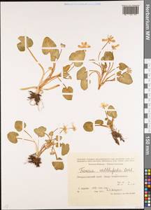 Ficaria calthifolia Rchb., Caucasus, Stavropol Krai, Karachay-Cherkessia & Kabardino-Balkaria (K1b) (Russia)