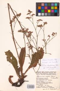 Limonium tomentellum (Boiss.) Kuntze, Eastern Europe, Rostov Oblast (E12a) (Russia)