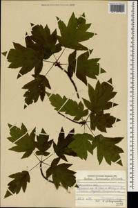 Torminalis glaberrima (Gand.) Sennikov & Kurtto, Crimea (KRYM) (Russia)