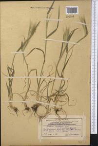 Hordeum murinum subsp. leporinum (Link) Arcang., Middle Asia, Western Tian Shan & Karatau (M3) (Kazakhstan)