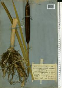 Typha latifolia L., Eastern Europe, Central forest-and-steppe region (E6) (Russia)