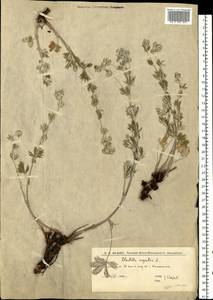 Potentilla argentea L., Eastern Europe, Lower Volga region (E9) (Russia)