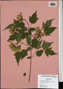 Acer tataricum subsp. ginnala (Maxim.) Wesm., Eastern Europe, Central region (E4) (Russia)