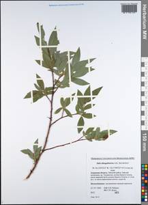 Salix dshugdshurica A. Skvortr., Siberia, Russian Far East (S6) (Russia)