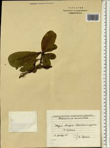 Anacardium occidentale L., South Asia, South Asia (Asia outside ex-Soviet states and Mongolia) (ASIA) (India)