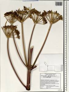 Ferula grigoriewii B. Fedtsch., South Asia, South Asia (Asia outside ex-Soviet states and Mongolia) (ASIA) (Afghanistan)