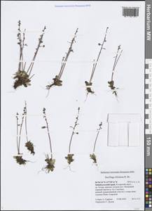 Micranthes foliolosa (R. Br.) Gornall, Siberia, Baikal & Transbaikal region (S4) (Russia)
