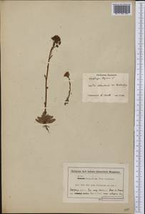 Saxifraga paniculata, America (AMER) (Canada)