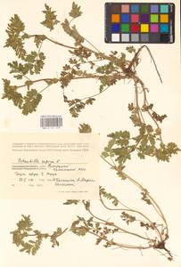 Potentilla supina L., Eastern Europe, Lower Volga region (E9) (Russia)