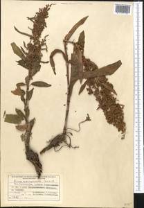 Rumex patientia subsp. tibeticus (Rech. fil.) Rech. fil., Middle Asia, Pamir & Pamiro-Alai (M2) (Tajikistan)