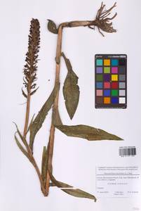 Dactylorhiza incarnata (L.) Soó, Eastern Europe, Moscow region (E4a) (Russia)