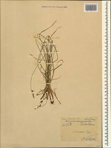 Carex tomentosa L., Caucasus, Black Sea Shore (from Novorossiysk to Adler) (K3) (Russia)