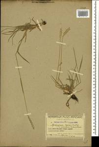 Elymus repens (L.) Gould, Caucasus, Armenia (K5) (Armenia)