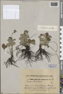 Fragaria viridis Duchesne, Middle Asia, Northern & Central Kazakhstan (M10) (Kazakhstan)